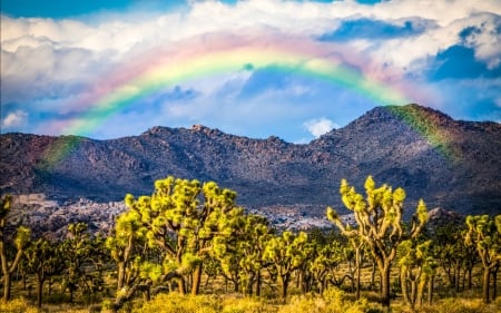 Rainbow Over the Joshua Tree Nat'l. Park, California