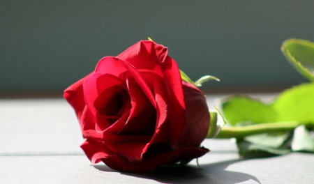 â™¥ - nature, flowers, rose, red