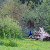 Peacock