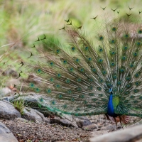 Peacock