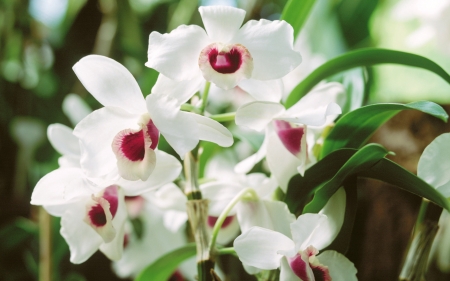 orchid - grass, orchid, flower, plant