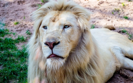 calm lion - lion, grass, feline, cat