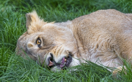 lazy lion - feline, lion, grass, cat