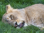 lazy lion