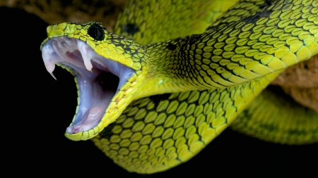 Snake - mouth, serpent, venomous, venom, eyes, striking, animal, reptile, dangerous, green, Snake, fangs