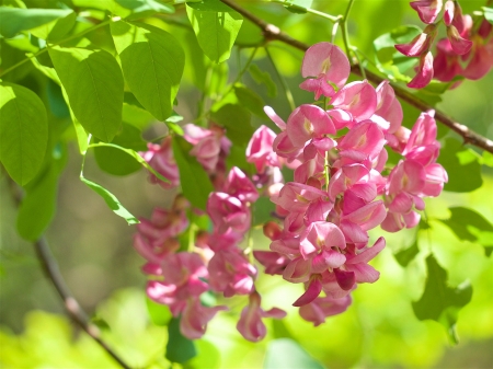 Wisteria - robinia, summer, green, wisteria, flower, pink, vara