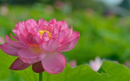 Lotus - lotus, summer, green, flower, pink, vara