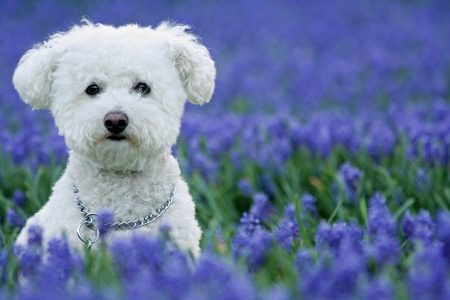 Puppy - summer, flower, cute, caine, puppy, blue, white, field, dog, green