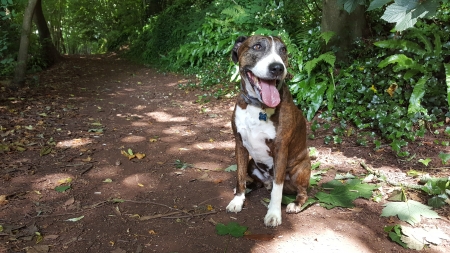 Cooper - woods, animals, dogs, staffie, cooper