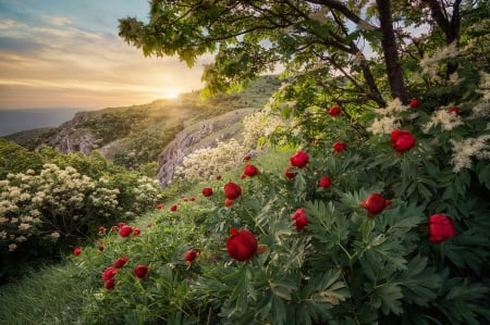 Peony Flowers