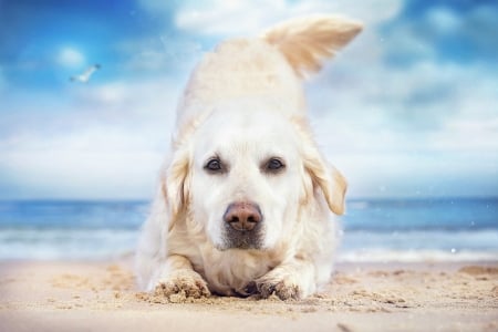 áƒ¦â¤áƒ¦ - summer, animal, cute, beautiful, beach, sea, paradise, dog