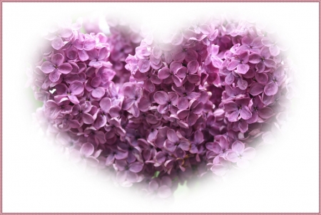 LILAC HEART - image, lilacs, flowers, heart