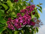 PURPLE LILACS