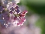 PRETTY LILACS