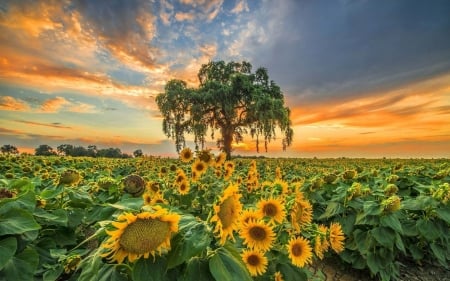 Summer Sunflowers Field - clouds, sunflowers, nature, summer, tree, sky