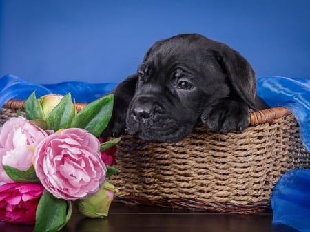 Puppy in Basket - animal, flowers, puppy, basket, dog