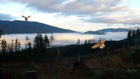 Hawks Misty Valley - clouds, trees, hawks, fog, morning, forest, valley, Pacific Northwest, dawn, Firefox Persona theme, mist, WA, sky