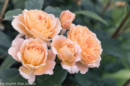 Yellow Beauties - flowers, roses, nature, yellow, macro