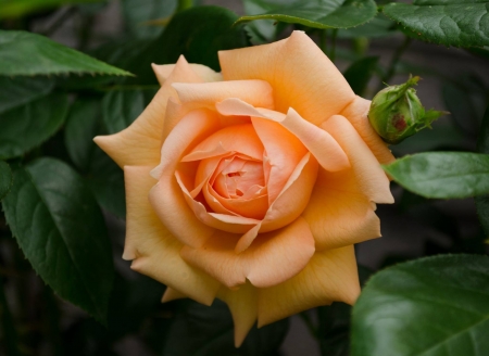 Lady Marmalade - nature, buds, macro, yellow, petals, flowers, rose