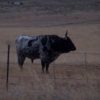 Longhorn near Sonoita, Arizona