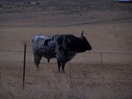 Longhorn near Sonoita, Arizona - Bulls, Animals, Desert, Nature