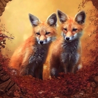 Curious Foxes