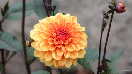 dahlia - plant, bud, dahlia, flower