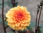 dahlia