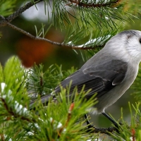 grey jay