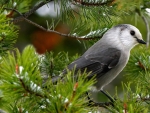 grey jay