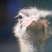 ostrich