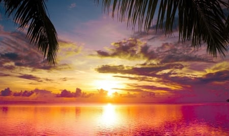 Ocean Sunset - nature, ocean, sunset, palm