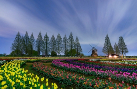 Flower Fields - sky, landscape, trees, blossoms, tulips, colors