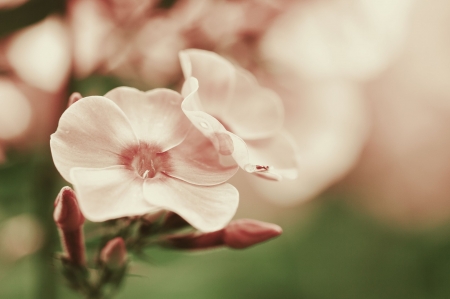 Beautiful Flowers - bloom, flowers, nature, soft