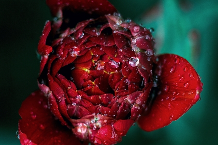 Red Rose - rose, petals, nature, red