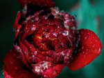 Red Rose