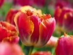 Tulip Flower