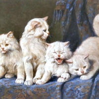 Four White Persian Cats F