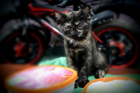 Decent Kitten - black, persian, kitten, bella, decent, cat