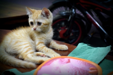 Beautiful Kitten - fur, persian, kitten, beautiful, golden, cat