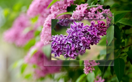 LILACS ON LILACS - flowers, framed, creation, lilacs