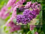 LILACS ON LILACS