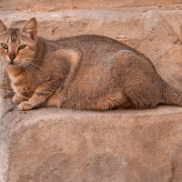 brown cat