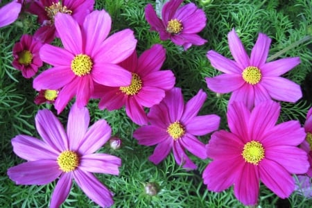 Cosmos - cosmos, yellow, summer, green, flower, pink, vara