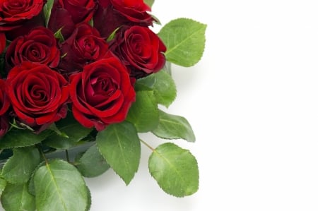 Roses - white, red, green, valentine, trandafir, rose, card