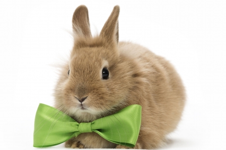 Cute bunny - rabbit, bunny, iepure, easter, rodent, white, animal, green, bow