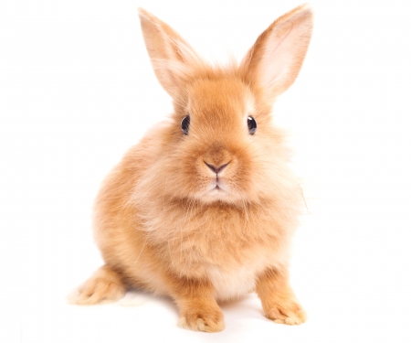 Bunny - easter, pasti, bunny, ginger, white, rabbit, rodent, iepure, orange, animal, cute