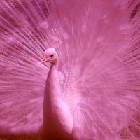 Pink peacock