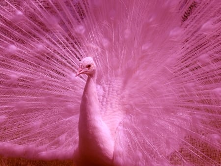 Pink peacock - bird, peacock, pasare, feather, pink