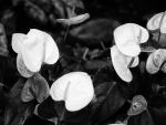 Black and white Lilies